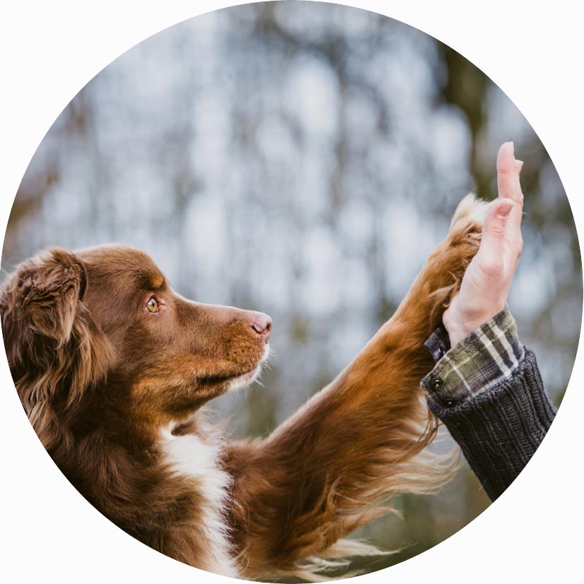 HUNDESCHULE LIEBLINGSVIECHER